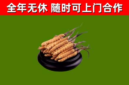 番禺回收散虫草