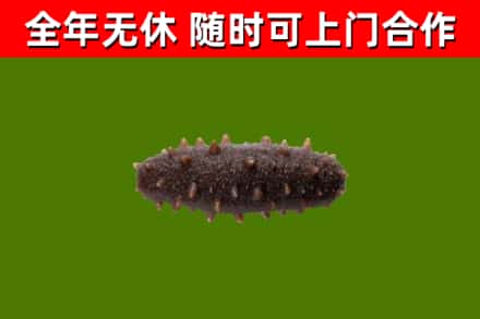 番禺回收海参干